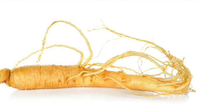 Ginseng-gegen-Impotenz Ginseng gegen Impotenz - © - khumthong