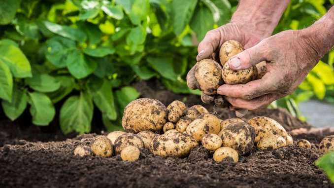 Gruene-Stellen-an-Kartoffeln Grüne Stellen an Kartoffeln - © mjaud