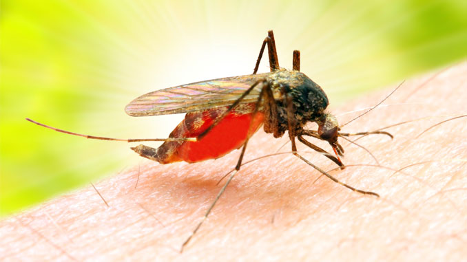 Malaria-mag-Maenner Malaria mag Männer - © Kletr