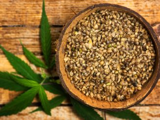Cannabis Samen kaufen | Foto: © creativefamily - stock.adobe.com